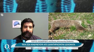 Εκατοντάδες άγρια ζώα θανατώνονται με φόλες στην Ελλάδα | 24/02/2022 | ΕΡΤ