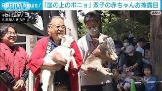 “崖の上のポニョ”のヤギが双子出産　1400件の応募から「佐助」「草助」と命名(2023年5月3日)