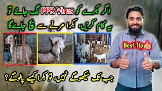 PPR Virus Hogya To Foran Yeh Ehteyaat Karo Wrna Saray Bakre Mar Jayen ge || Abid Hannan Official.