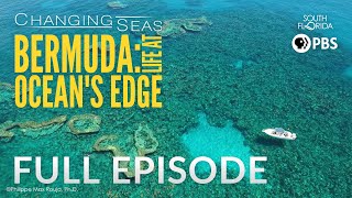 Bermuda: Life at Ocean's Edge | Changing Seas