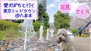 【愛犬とお花見】東京ミッドタウン 六本木の美しい桜並木🌸外国の人にモテモテのぽち