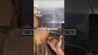 How to remove a wasp's nest 😲🐝 🎥: Instagram / the__handyman_can