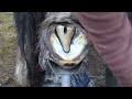 SHIRE HORSE - HOOF RESTORATION - HUGE FEET