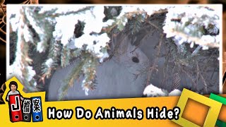 【J檔案】動物如何躲藏 How animals hide / 大家說英語 - 202111