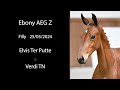 NR 15 EBONY AEG Z - Closely related to multiple GP winner Hello M’Lady!