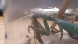 【螳螂】寬腹螳螂吃棕靜螳 Green Praying Mantis eats Brown Praying Mantis Part 2