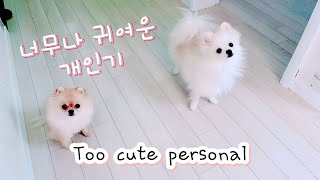 Special and cute puppy skills