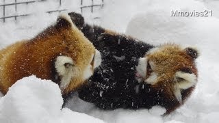 雪の上でころころ遊ぶレッサーパンダ~Red Pandas are enjoying on the snow