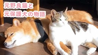 元野良猫と元保護犬が一つ屋根の下で… 家族になった“ふたり”の物語