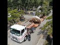 聯結車 吊車 肖楠樹移植 水波園藝 名間鄉 樹木移植