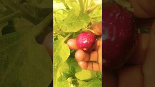 how to grow organic Brinjal