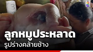 ลูกหมูประหลาดรูปร่างคล้ายช้าง | สถานการณ์ | ข่าวช่อง8