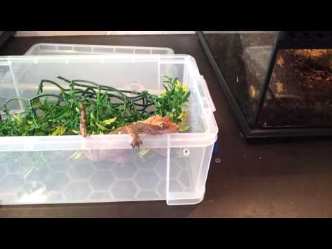 How to handle and pick up a crested gecko How to handle and pick up a crested gecko
