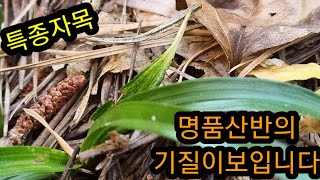 #춘란 #란쟁이tv #산반 #특종자목