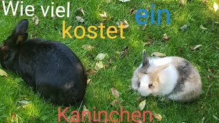 Kosten von einem Kaninchen 🐰🐰|Happy rabbit's