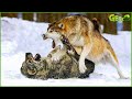 30 Moments Scary Wolves Attacks Livestock Guardian Dog | Wolf vs Dog