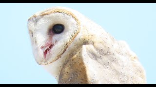 Barn Owl On The Building | សត្វខ្លែងស្រាក​