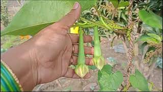 లవంగం చిక్కుడు/క్లోవ్ బీన్స్ పెంచేసా😊#organicfarming #beans #backyardgardening #farmhouse