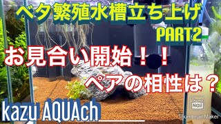 【アクアリウム】ベタ水槽立ち上げ　ベタ繁殖PART2 ベタお見合い開始！　ベタの繁殖はペアリングが一番大事