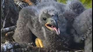 AEF-NEFL ~TOTAL CUTENESS OVERLOAD!! 💞💖 Adorable Closeups NE23 at 23 Days Old! 💞💖 3.15.20