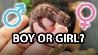 How to tell if a panther chameleon baby is a boy or girl