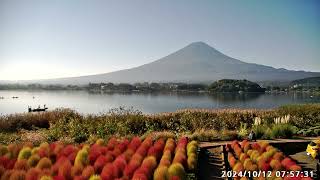 富士山とコキア　紅葉　2024年10月12日　河口湖大石公園　富士山ライブカメラ　アーカイブ映像