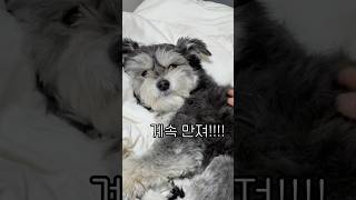 계속 만져!!! 얼른 요기 긁어!! 하루종일 나만 만져!!♥️ #schnauzer #cutepuppy #슈나우저 #귀여운강아지