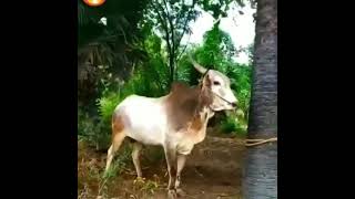 jallikattu Kaalai | 🔥🔥