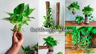 Money plants Water Decoration & Propagation Ideas with Care Tips in Indoor-Money Plant//GREEN PLANTS