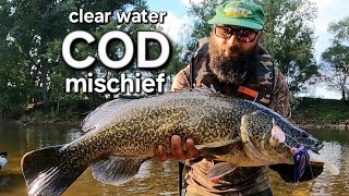 clear water COD mischief