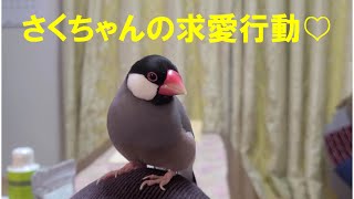 【文鳥】ぴょんぴょん跳ねてさえずる求愛行動がかわいい♡　最後に邪魔が入り不完全燃焼？　～桜文鳥のさくちゃんの日常～　　　java sparrow