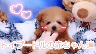 kamkamの可愛い子犬たち🐶💕癒し動画🤍🎶#kamkam #カムカム #トイプードル #トイプー #子犬 #イッヌ #といぷー #成長記録 #大阪トイプードルブリーダー　#タイニープードル