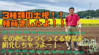 【田舎の生活編】大根の種蒔き！と、その他人参•ブロッコリー•白菜•キャベツの紹介！