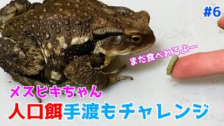 ヒキガエルの餌やり#6〜人口飼料の手渡しもしてみる〜【ヒキガエルの捕食】