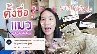 ตั้งชื่อ แมว จากคอมเมนท์ Vlog พาไปฉีดวัคซีน อัพเดทน้องแมว มีชื่อใหม่แล้ว! [Nonny.com]