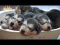 나는 태어난 지 22일 된 말라뮤트 새끼다 애니멀봐 나새끼 90호 i’m a 22 day old malamute puppy i’m a baby 90th lead