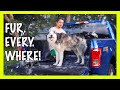 How To Groom A Husky At Home (AIIYME 3200W DOG DRYER)