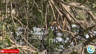 Checkered keel back Snake.!!Hunting on the Tree.!!     #mercytowardsanimals #saveanimals #snakevideo