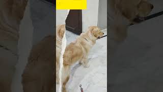 मेरा शैतान कुत्ता | mera saitan dog | #pet #dog #dogvideo #shorts