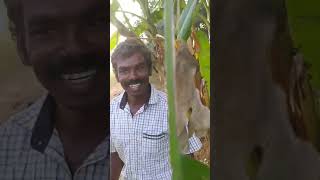 🔥🌳ega v2 வாழை மரம் அறுவடை 🌱2 வாழை குளை 🍌🍌#banana #villagelife