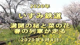 2020年　いすみ鉄道　満開の桜と菜の花　春の列車が走る