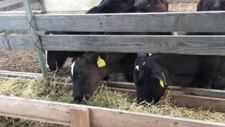 草を食べる牛 Cows eating grasses