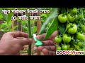 টমেটো গাছের 3g কাটিং | Tomato 3g Cutting Bangla | টমেটো চাষ পদ্ধতি