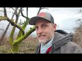 pruning a 100 year old neglected apple tree