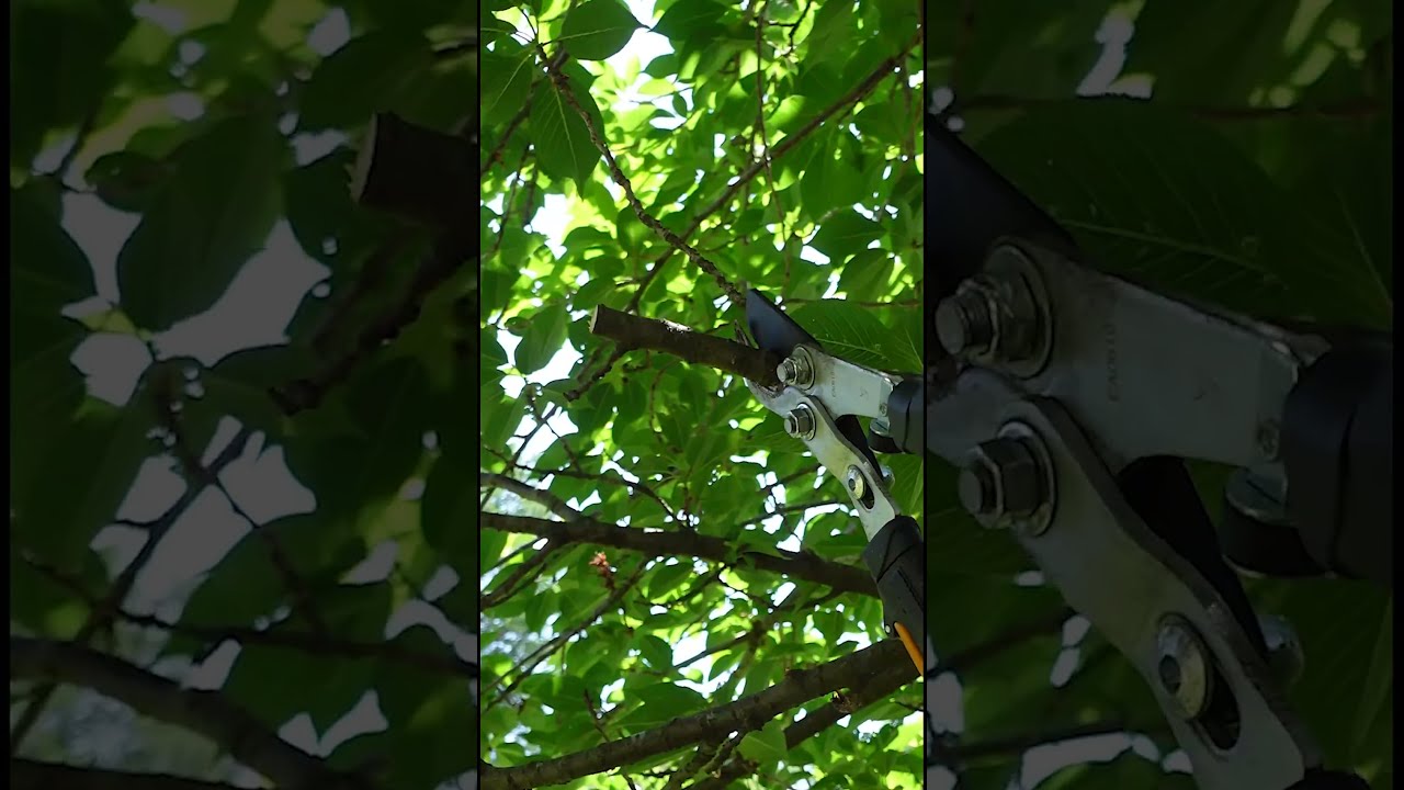 Find The Branch Collar For Smarter Healthier Tree Pruning