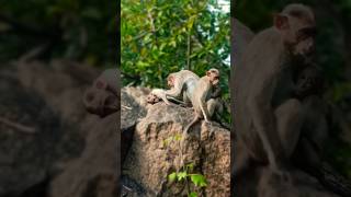 #monkey #funny  #monkey Short Daddy இனிமேல் நான் சேட்டை பன்ன மாட்டேன் சப்ஸ்கிரைப் லைக் போடுங்க