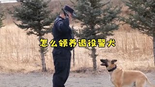 怎么领养退役警犬