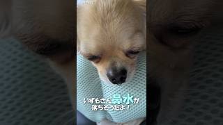 鼻水が出てるチワワ【うちのわんこ】 #shorts  #チワワ #うちのわんこ #老犬