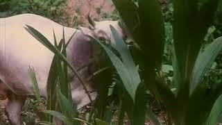 എലിപ്പത്തായം പശുവിനെ ഓടിക്കുന്ന സീൻ Elippathayam cow scene