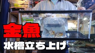 金魚水槽立上げのためにGEXの60㎝ガラス水槽のLowタイプを買ってみた。【金魚の飼い方】金魚石組レイアウト水槽立ち上げ。ジェックス マリーナ600LOW 60×30×26cm MR600BKL-N